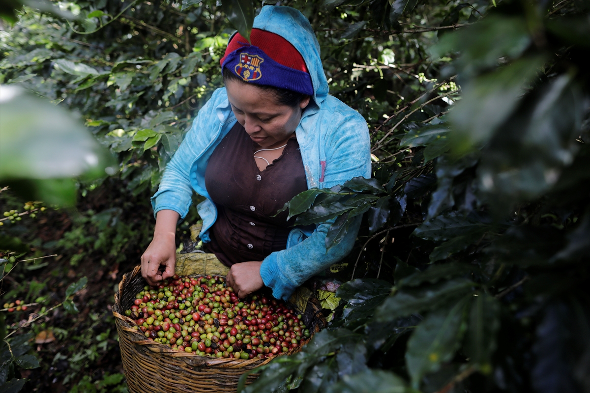 U toku berba kafe u Hondurasu, angažovano 500.000 radnika (FOTO)