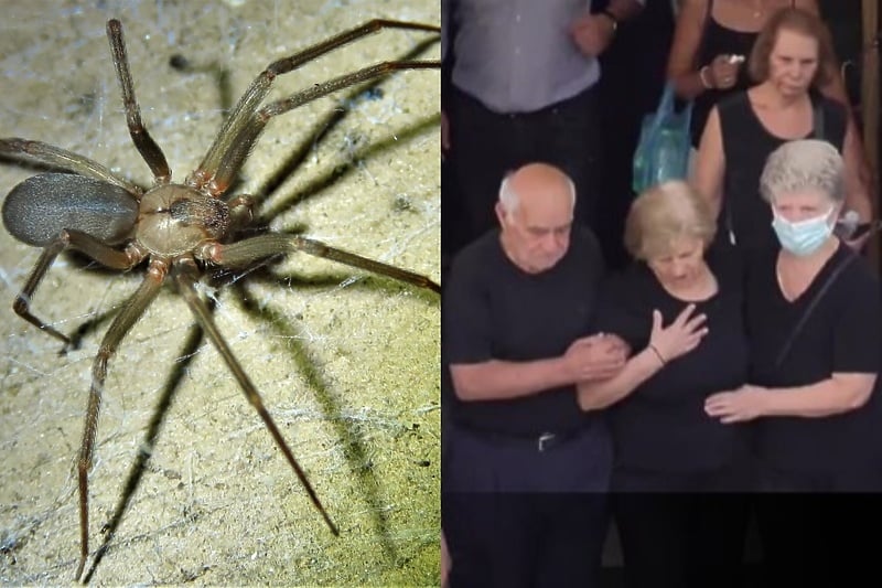 Grka ugrizao otrovni pauk, iako ga ništa nije boljelo umro je za tri dana