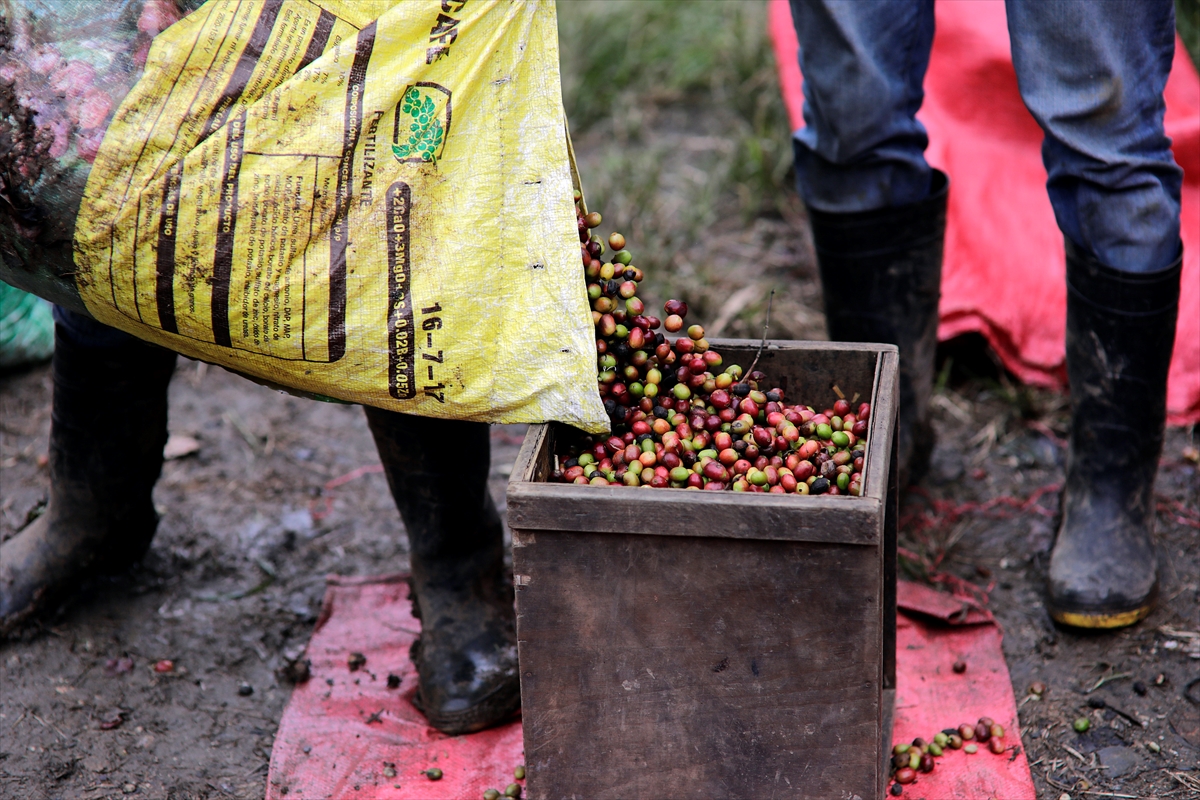 U toku berba kafe u Hondurasu, angažovano 500.000 radnika (FOTO)