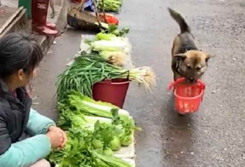 Postao prava senzacija: Ovaj pas sam bira i kupuje namirnice na pijaci (VIDEO)