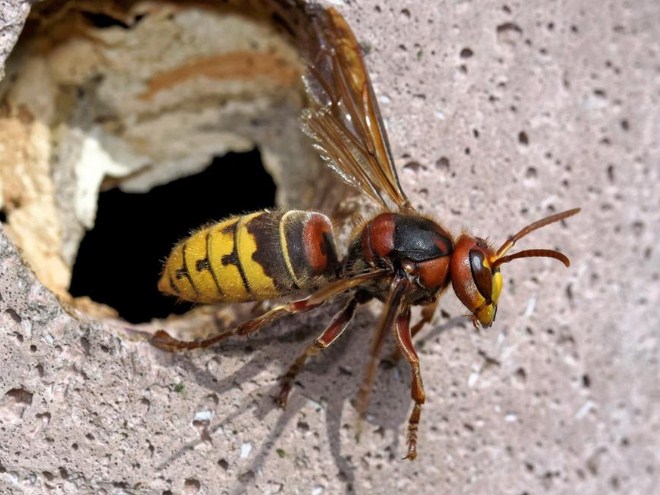 Muškarca ubili stršljeni