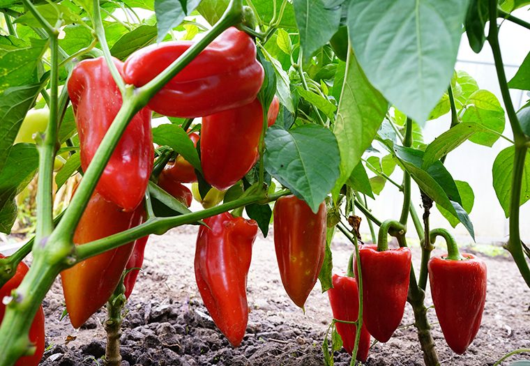  Uz njih posadite i OVE biljke! Evo kako da vam PAPRIKE RAĐAJU KAO NA JUGU