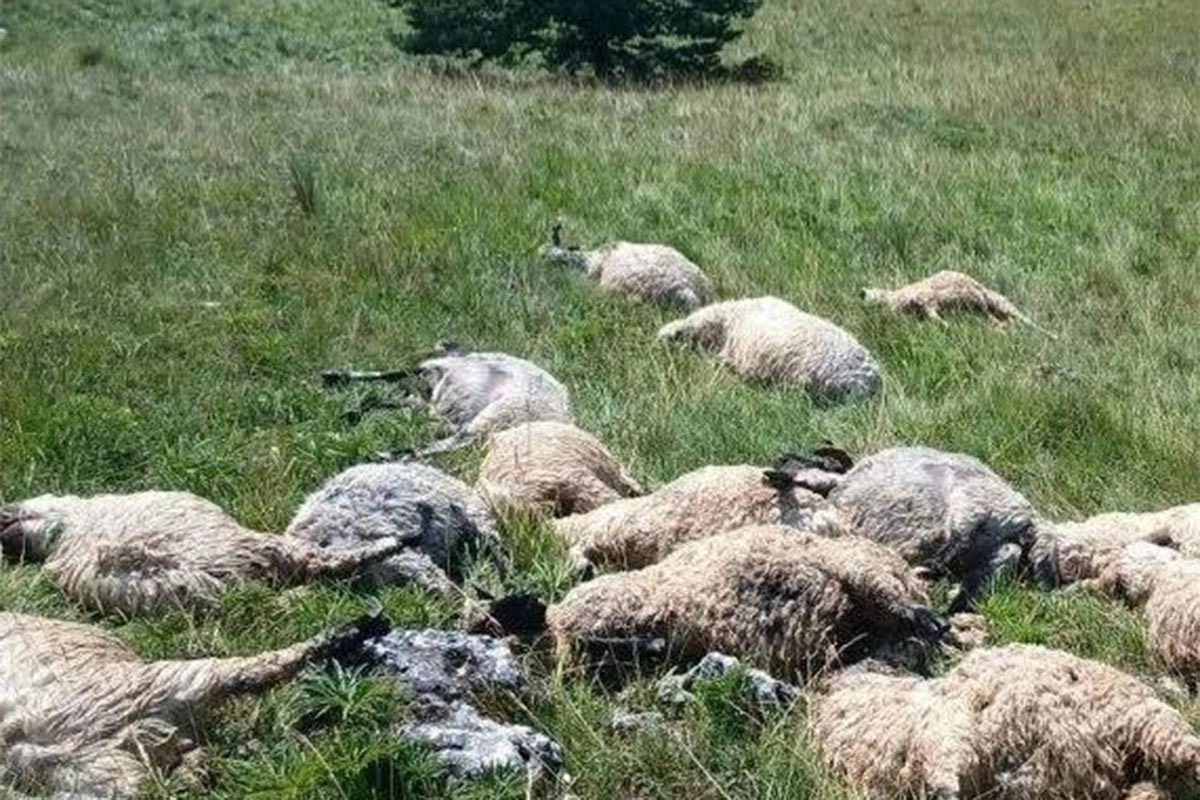 Potresne scene nakon oluje u BiH: Grom usmrtio cijelo stado ovaca