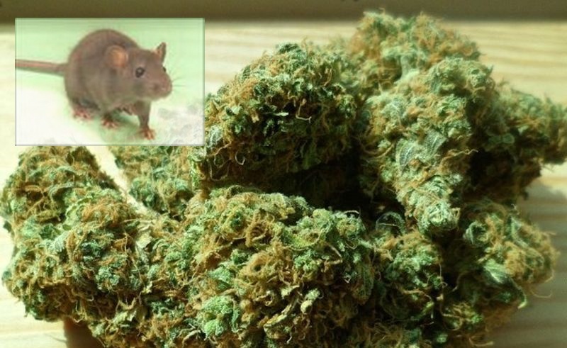 Drogirani pacovi u policiji: Pleplavili sobu sa dokaznim materijalom, jedu marihuanu