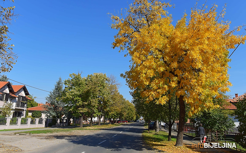 Zašto lišće mijenja boju na jesen