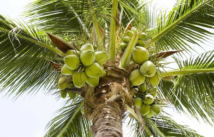 Opsesija im lomljenje kokosa o glavu