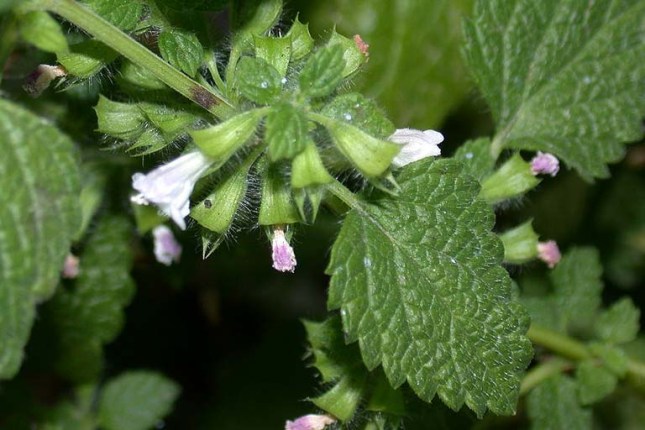 Ovo su blagotvorna svojstva matičnjaka