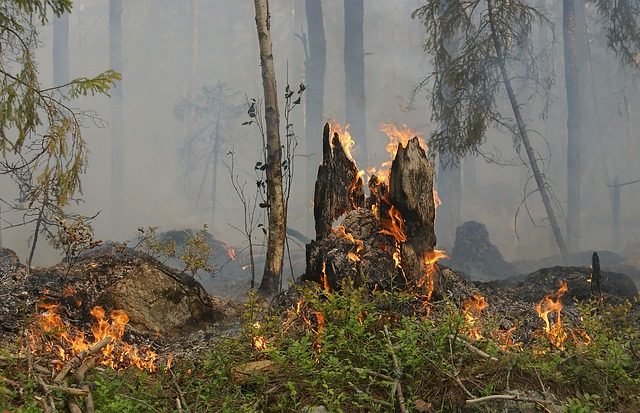 Najveće drvo na svijetu umotano u foliju kako bi ga zaštitili od požara FOTO