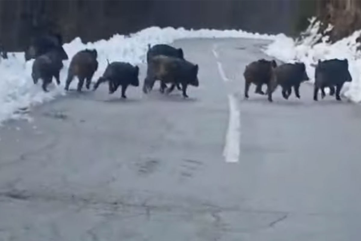 Krdo divljih svinja na putu (VIDEO)