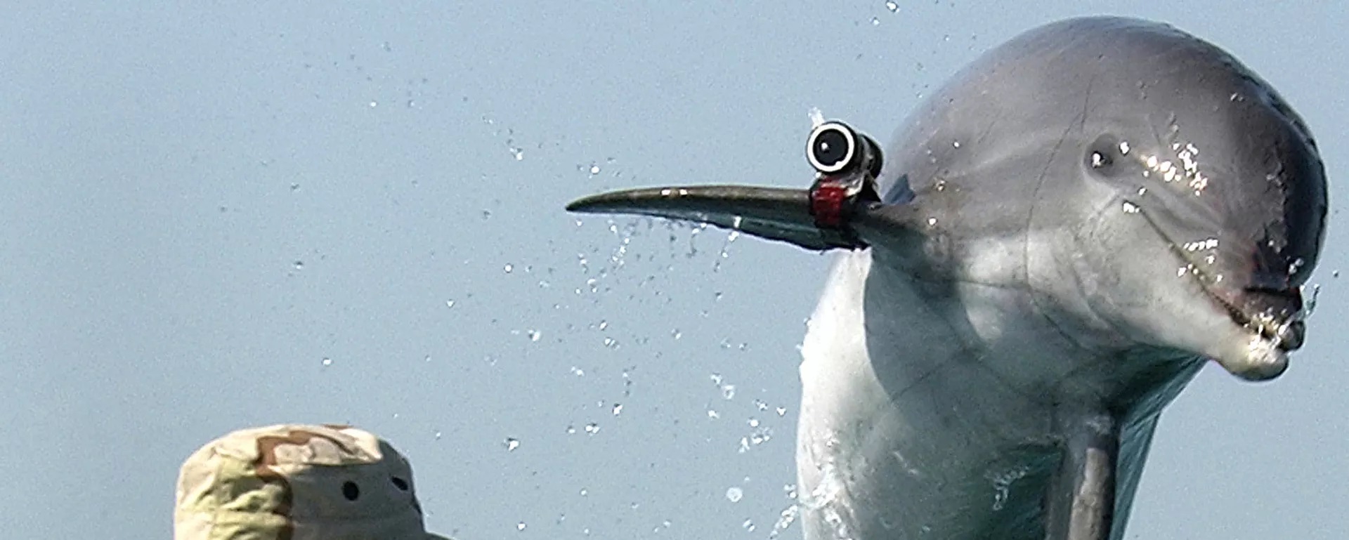 „Vašington post“: Rusku vojnu bazu u Crnom moru štite obučeni delfini