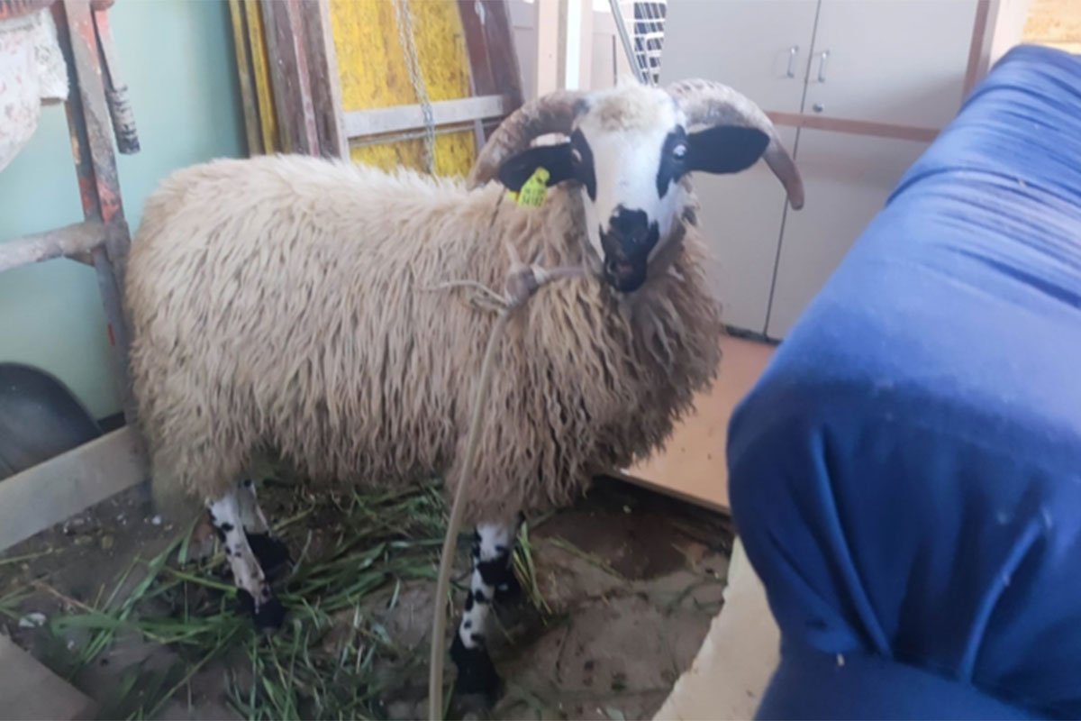 Ovan pobjegao radnicima i lutao gradom: Kupili ga za slavlje