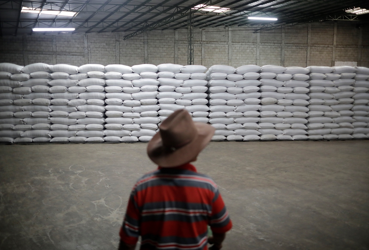 U toku berba kafe u Hondurasu, angažovano 500.000 radnika (FOTO)