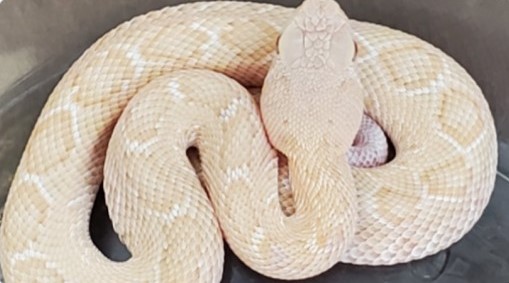 Pronađena rijetka albino dijamantska zmija otrovnica