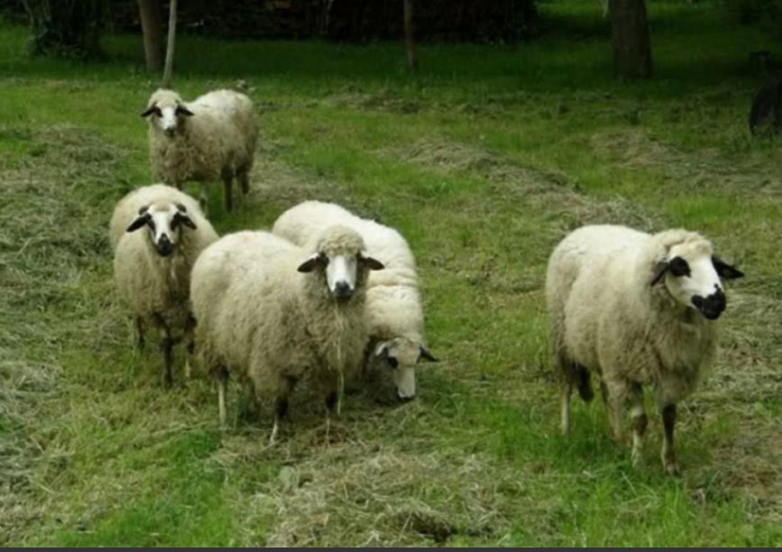 Sugrađaninu ranio pekinezera jer mu je plašio ovce