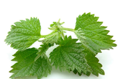 Tri bolesti koje liječi kopriva: Evo kako da koristite ovu biljku