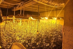 Uhapšeni državljani BiH i Srbije: Uzgojili kanabis vrijedan tri miliona evra