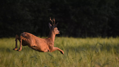 Poslije nezapamćenog pomora više od 800 ptica kod Kikinde, nađene mrtve srne i srndaći
