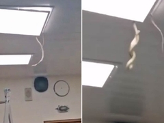 Iskočila iz rasvjete: Zmija na plafonu na VMA 🎥