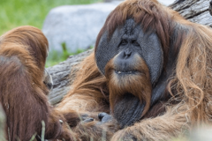 Devet majmuna vakcinisano protiv virusa korona