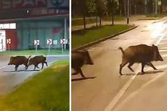 Divlje svinje šetale gradskim naseljem (VIDEO)