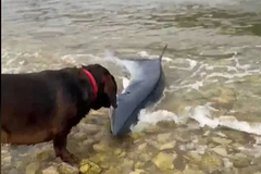 Zanimljiv slučaj u Hrvatskoj: Pas zgrabio morskog psa koji se nasukao na plažu na Visu