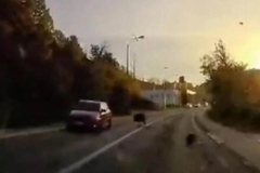 Nesvakidašnji udes: Divlja svinja istrčala na put i udarila u automobil