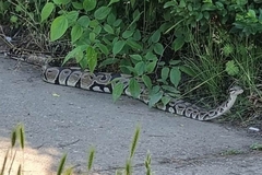 Piton se pojavio na stadionu dok su djeca imala trening, uhvatio ga hrabri djed