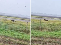 Saga se nastavlja: Ponovo viđen crni panter u Srbiji? (VIDEO)