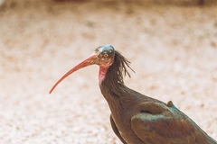Ćelavi ibis iz BiH svratio u Crnu Goru, štitili ga cijelu noć