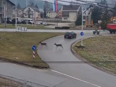 Policija preuzela brigu o jelenu iz Pala