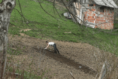 OKRENULI SE POVRĆU Pandemija oživjela ZABORAVLJENA IMANJA u Srpskoj