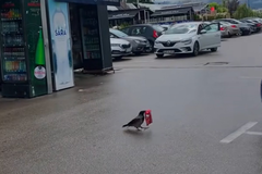 Milioni gledaju snimak iz Sarajeva: 