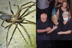 Grka ugrizao otrovni pauk, iako ga ništa nije boljelo umro je za tri dana