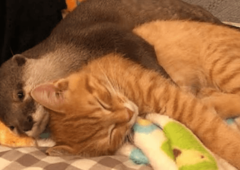 Zadobio smrtonosni ujed: Mačak uginuo nakon što je spasao svoje vlasnike od ZMIJE OTROVNICE