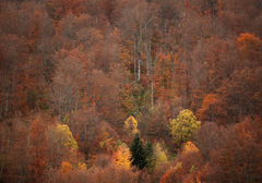 "Vrag odnio šalu“ Iz zagrebačkog zoološkog vrta tvrde da CRNI PANTER NE POSTOJI dok se mještani naoružavaju motkama