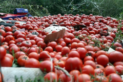 Bijeli luk i paradajz kao prva pomoć: SNIZITE PRITISAK uz pomoć namirnica
