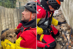 Pas spasen iz rijeke uz pomoć GSS-a (FOTO)