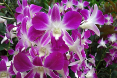 Kako banana može da pomogne orhideji