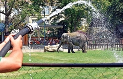 I oni se bore: Slonica iz zoo-vrta ne voli visoke temperature, pa se "tušira" TRI PUTA DNEVNO (VIDEO)