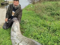 Srpčanin ulovio soma teškog 67 kilograma