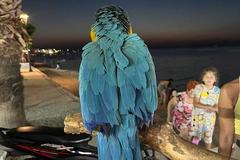 Srbina u Grčkoj kaznili sa 20.000 € i to zbog - papagaja (FOTO)