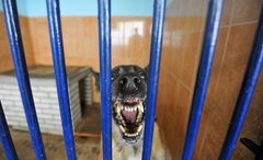 DETALJI JEZIVOG NAPADA: Ženu izujedali psi, zbog težine povreda joj je amputirana ruka