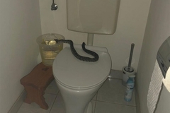 Zmija izronila iz wc šolje, žena zvala policiju