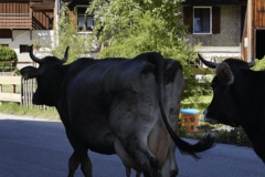Krava ispala iz kombija, vozač nastavio dalje (VIDEO)