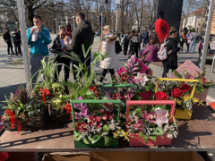 SREĆAN OSMI MART Ulice Banjaluke preplavilo cvijeće (FOTO)