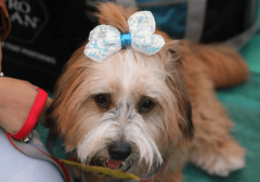 NAJVJERNIJI ČOVJEKOV PRIJATELJ Pas satima čekao da mu se vlasnica vrati kući, bukvalno se nije pomjerio s mjesta