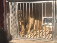 Priča o crnogorskom lavu dobila epilog /VIDEO/