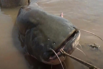Upecao soma od 82 kilograma