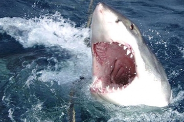 Tinejdžerku usmrtila ajkula