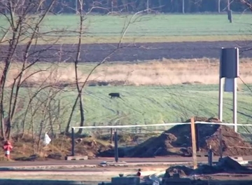 Novi detalji o crnom panteru: Iako ljude ne vidi kao hranu, mogla bi napasti ako se osjeti ugroženo